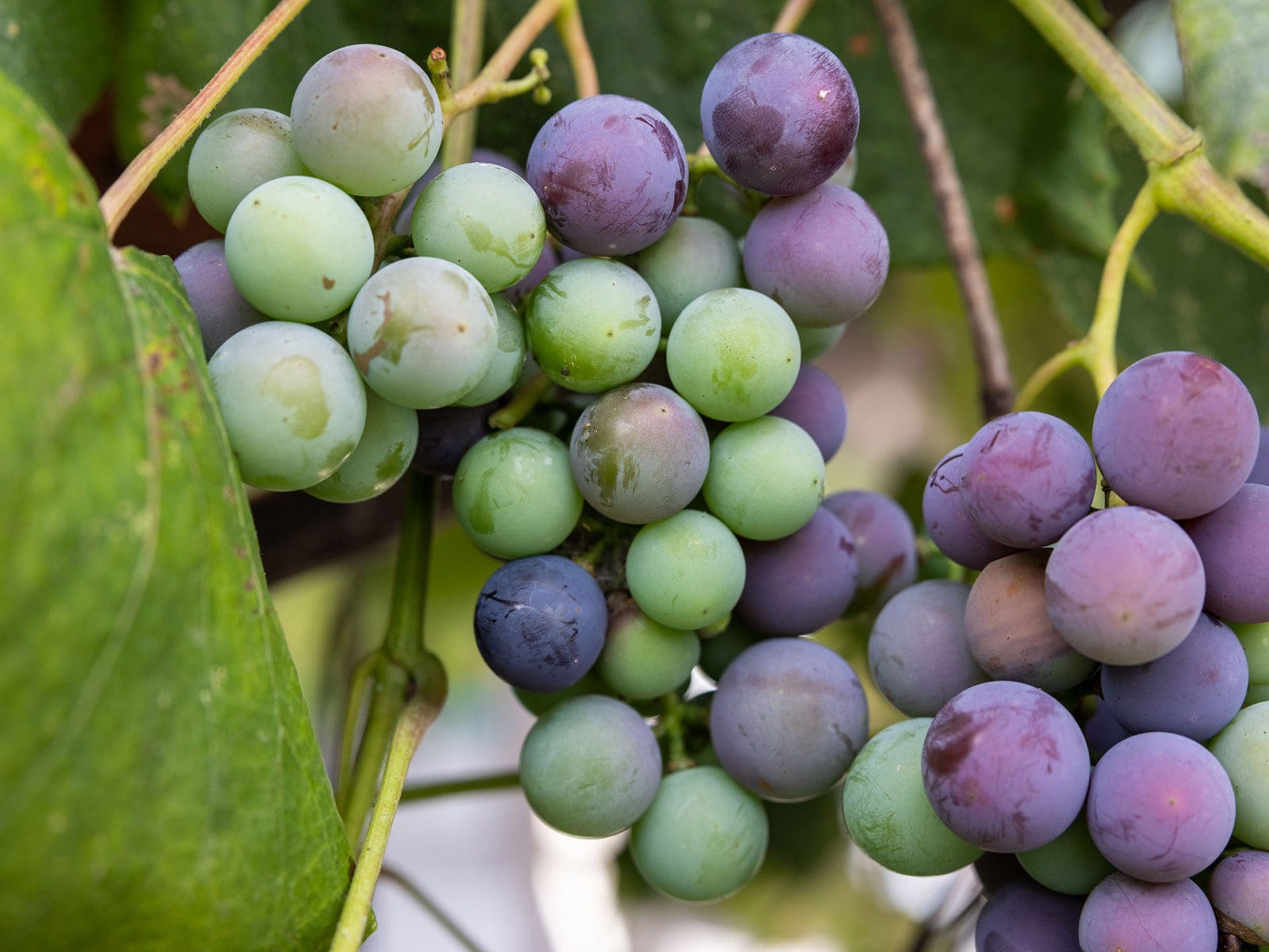 Ripening grapes on vine